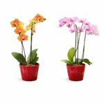Flowering Plants